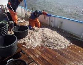 Das Bild zeigt zwei Fischer, die den Hamenfang sortieren Das Bild zeigt zwei Fischer, die den Hamenfang sortieren