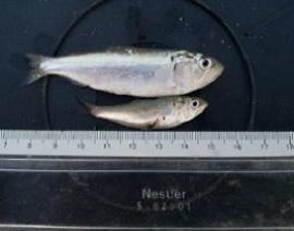 Das Bild zeigt eine gefangene Finte neben einem Maßband Das Bild zeigt eine gefangene Finte neben einem Maßband