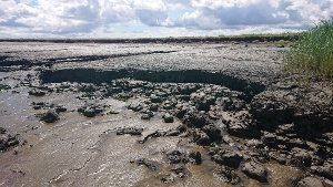 Das Bild zeigt erodierendes Ufer an der Tideelbe. Das Bild zeigt erodierendes Ufer an der Tideelbe.