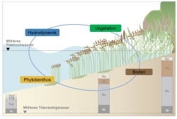Uferfunk - Die Interaktion zwischen Vegetation und Boden an gezeitengeprägten naturnahen Ufern Uferfunk - Die Interaktion zwischen Vegetation und Boden an gezeitengeprägten naturnahen Ufern