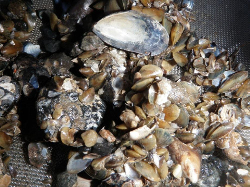 Das Bild zeigt viele Miesmuscheln Das Bild zeigt viele Miesmuscheln