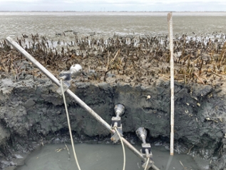 Das Bild zeigt einen tiefenspezifischen Einbau der Wellenschlagsensoren ober- und unterhalb der Wattbodenoberfläche am Ufer des Untersuchungsstandortes Hollerwettern Das Bild zeigt einen tiefenspezifischen Einbau der Wellenschlagsensoren ober- und unterhalb der Wattbodenoberfläche am Ufer des Untersuchungsstandortes Hollerwettern